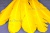 Декоративный Пучок из перьев, перо 23см/желтый - купить в Новочебоксарске. Цена: 12.19 руб.