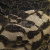 Кружевное полотно XD LACE 1-4, 80 гр/м2, шир.150см, цвет чёрный - купить в Новочебоксарске. Цена 245.94 руб.