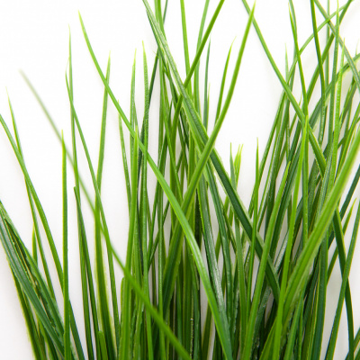 Трава искусственная -4, шт  (осока 50 см/8 см  7 листов)				 - купить в Новочебоксарске. Цена: 130.73 руб.